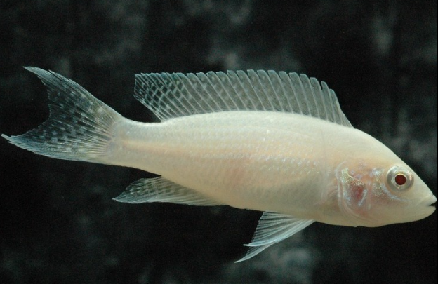 Albino Bichardi