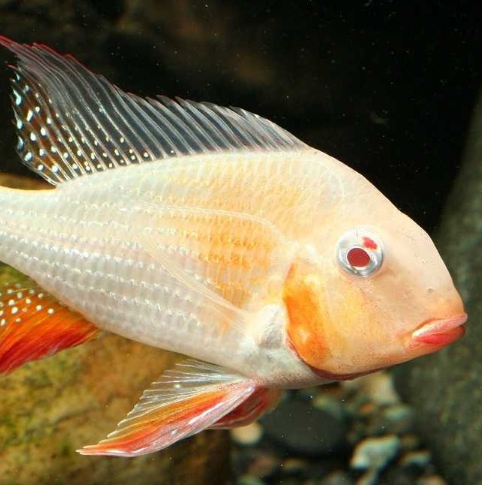 Albino Heckeli 4"+