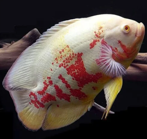 Albino Oscar