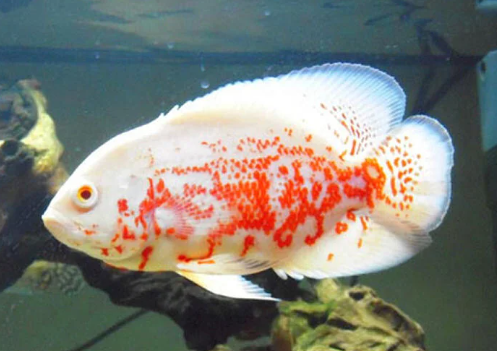 Albino Oscar