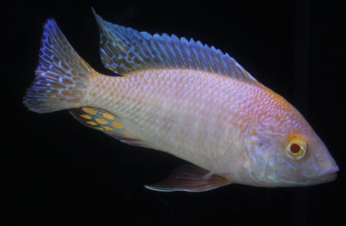 Albino Peacock Cichlid 2.3 INCH