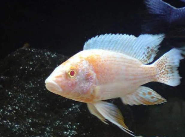 Albino Peacock Cichlid 2.3 INCH