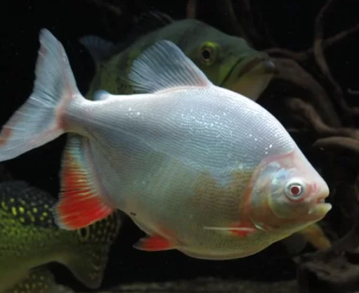 Albino Pirana
