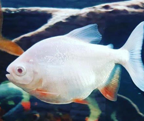 Albino Pirana