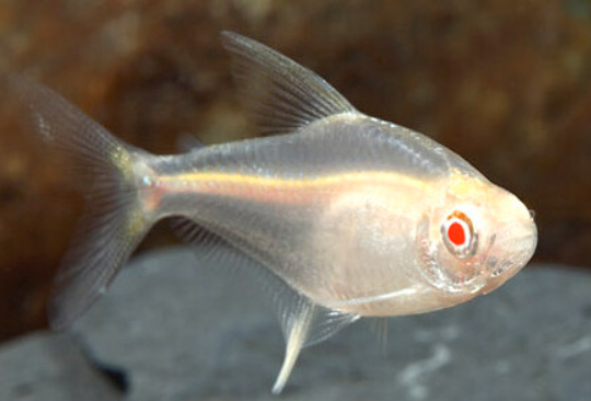 Albino Pristela.