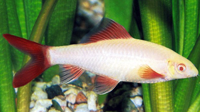 Albino Rainbow Shark