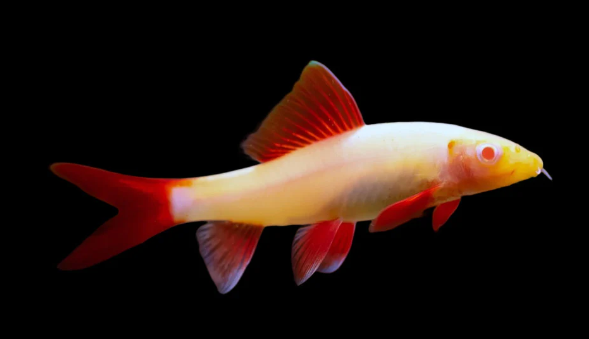 Albino Rainbow Shark