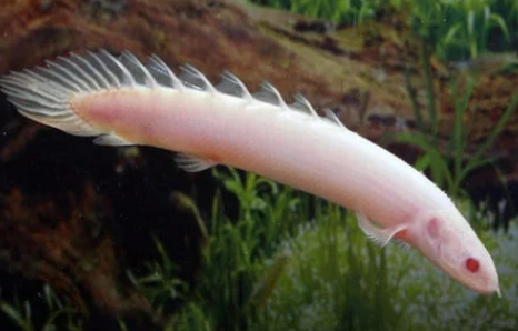 Albino Senegal