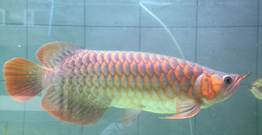 Albino Spoon Head Arowana (24")
