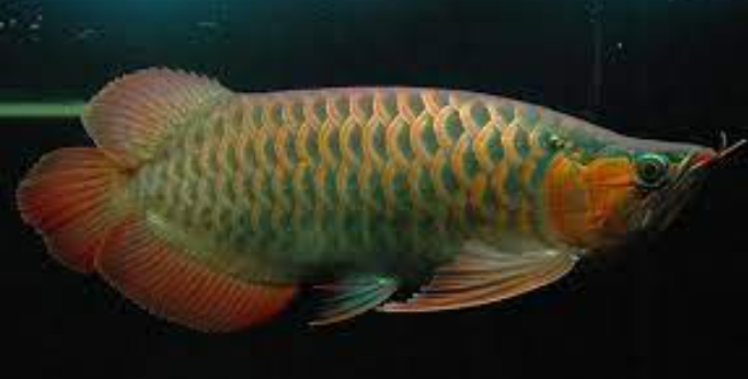 Albino Spoon Head Arowana (24")