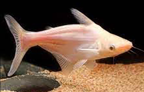 Albino Tiger Shark