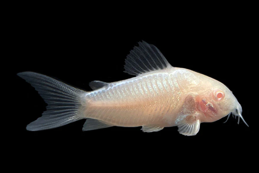 Albinow Cory