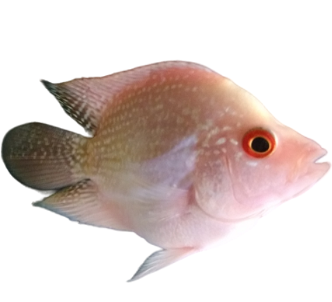Albinow Short Body F.horn