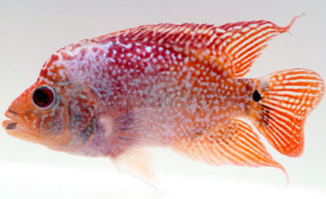 Albinow Short Body F.horn