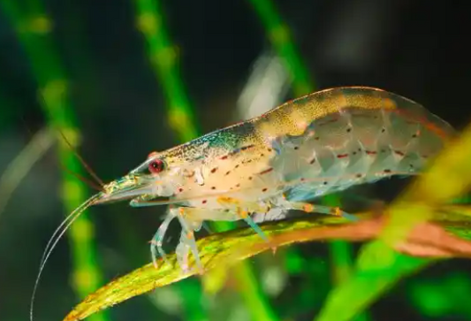 Amano Shrimp XL