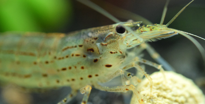 Amano ( Yamato ) Shrimp.
