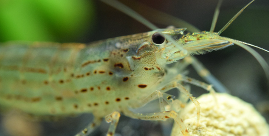 Amano ( Yamato ) Shrimp.