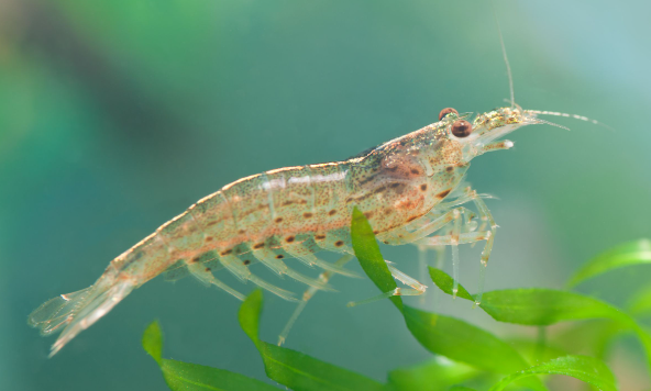 Amano ( Yamato ) Shrimp.