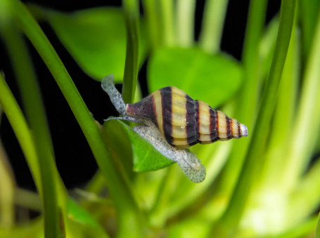 Assassin Snails (Clea helena)