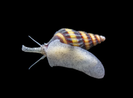 Assassin Snails (Clea helena)