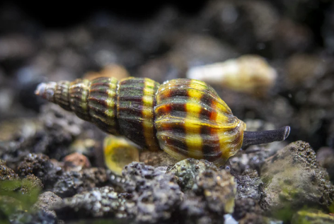 Assassin Snails (Clea helena)