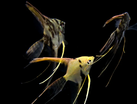 Assorted Veil Angelfish