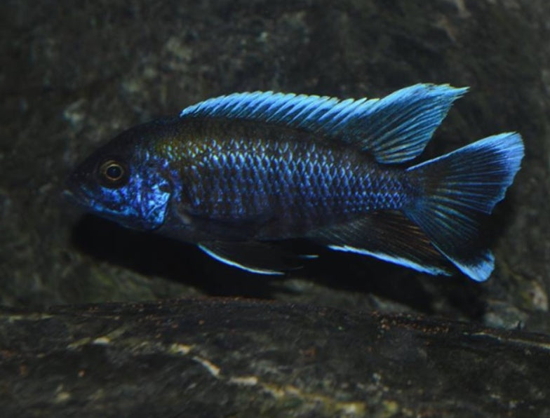 Aristochromis deep Aulonocara walteri