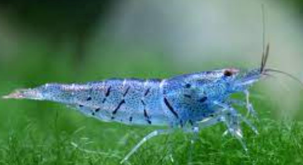 Aura Blue Shrimp