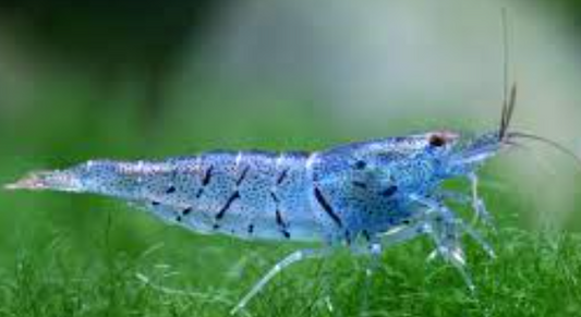 Aura Blue Shrimp