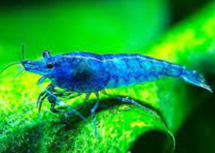 Aura Blue Shrimp