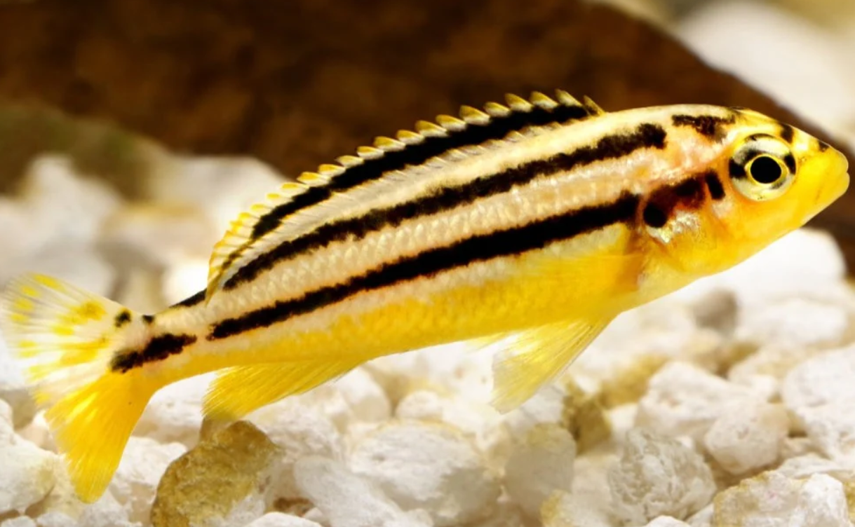 Golden Aurtaus Cichlid