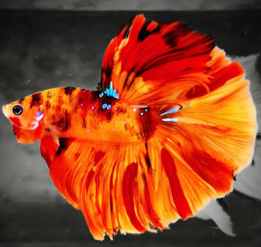 Betta Fish OHM Candy
