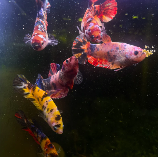 Female Koi