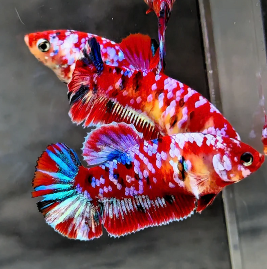 Nemo Candy