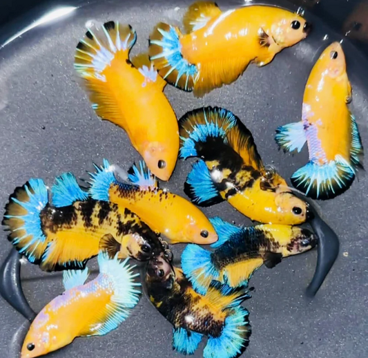 Female Nemo Candy Yellow
