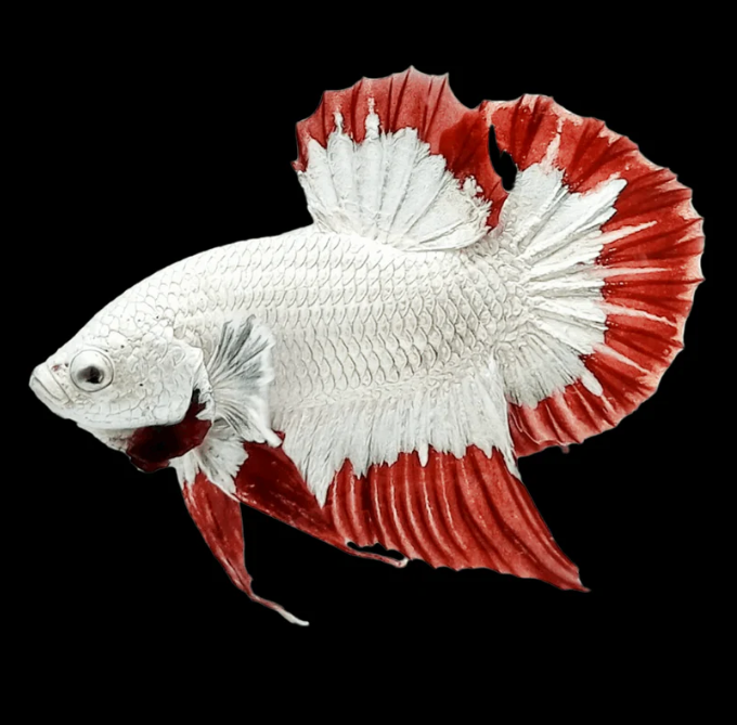 Betta Fish PLAKAT