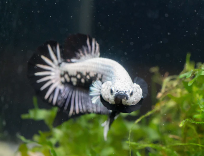 Betta Fish SAMURAI