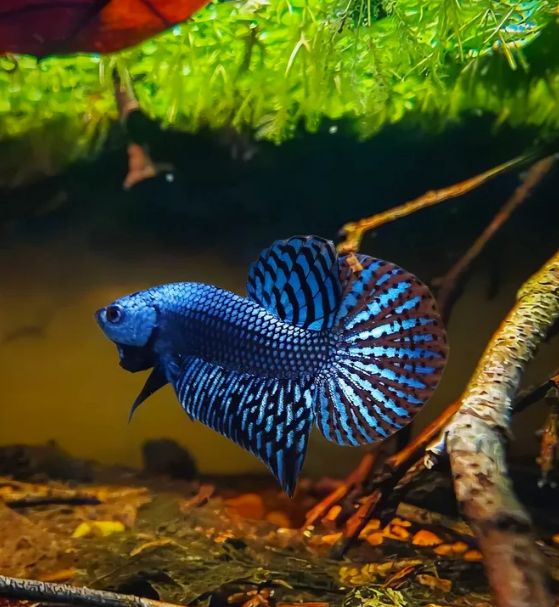 Betta Fish allien