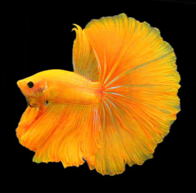 Gold Betta Fish