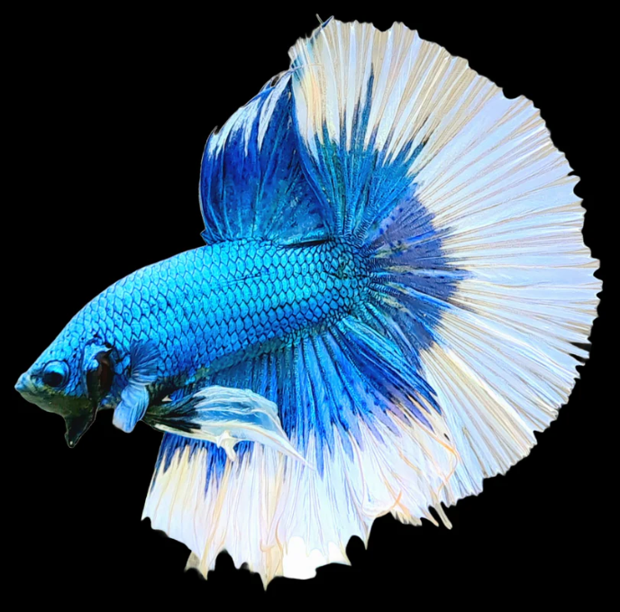 Betta Fish Dual Tone