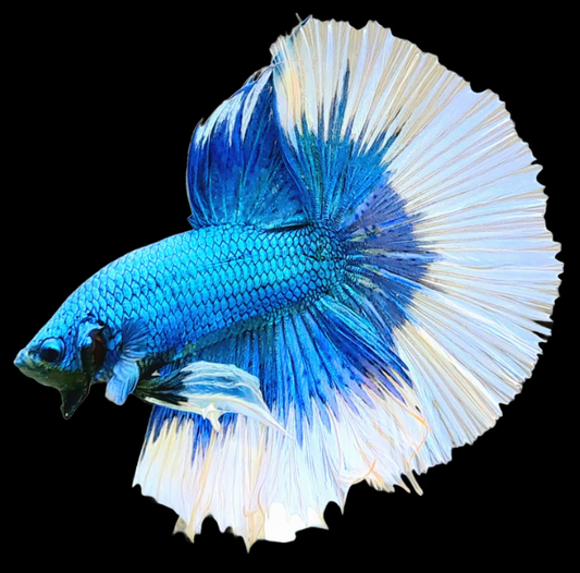 Betta Fish Dual Tone