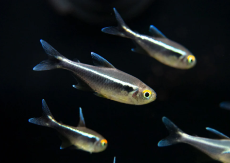 Black Neon Tetra
