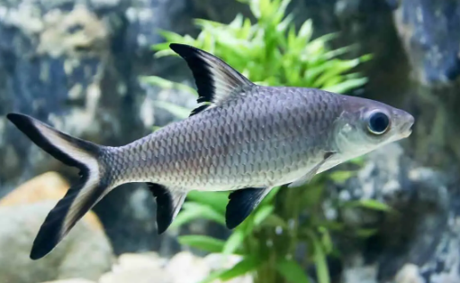 Bala Shark