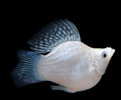 Balloon Molly fish