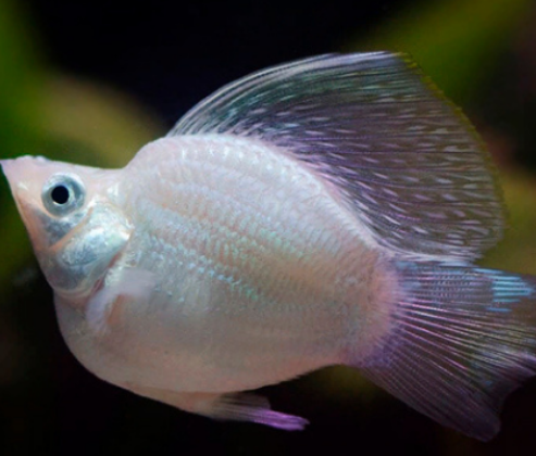 Balloon Molly fish