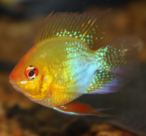 Golden Baloon Ram