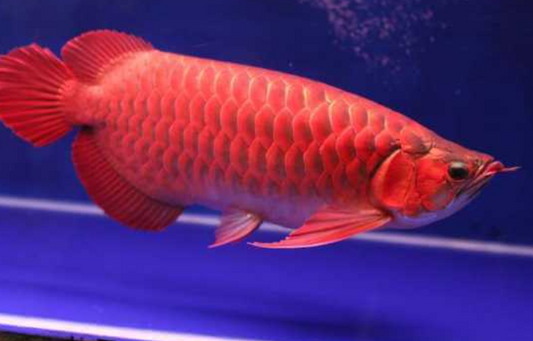 Banjar Red Arowana 6"-7"