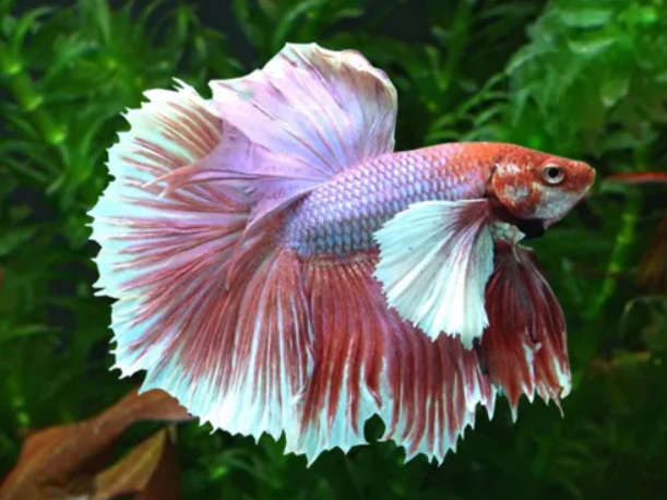 Dumbo Ear OHM Betta