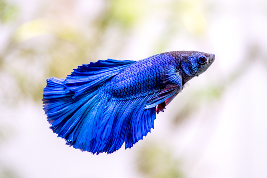 Betta's
