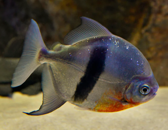 Black Barred Pacu